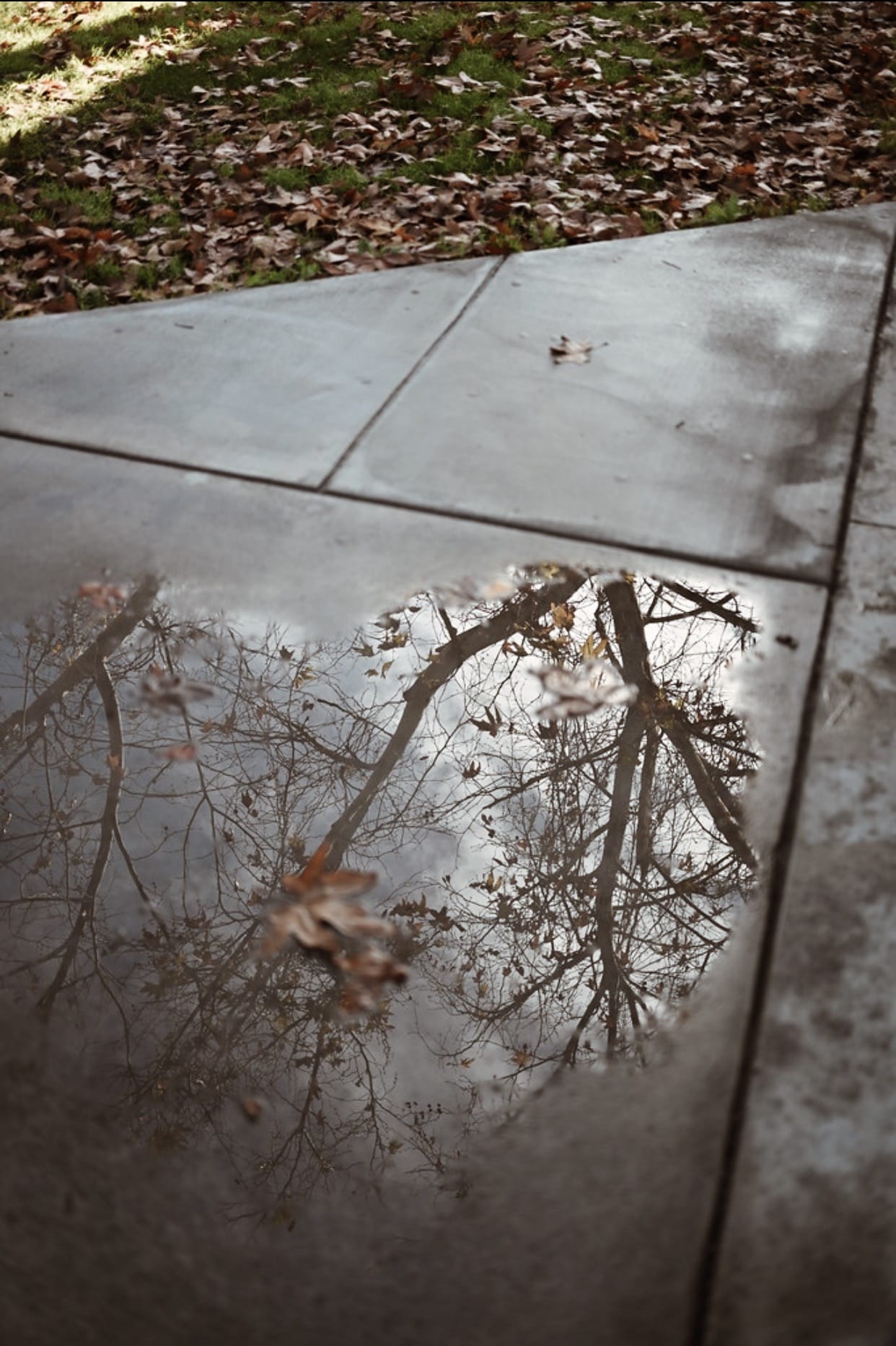 Reflections and Ripples: Capture the Beauty of Puddles