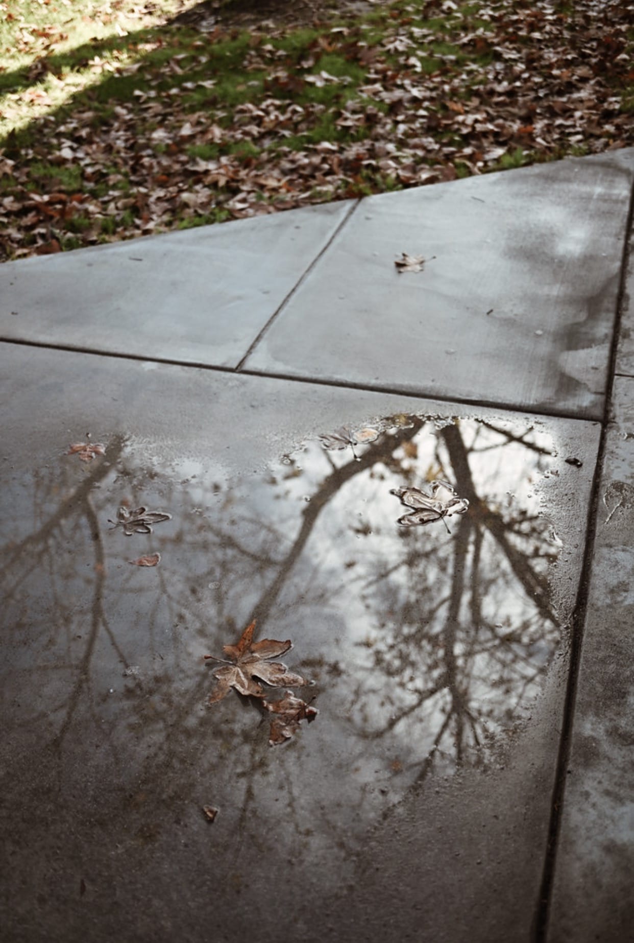 Reflections and Ripples: Capture the Beauty of Puddles