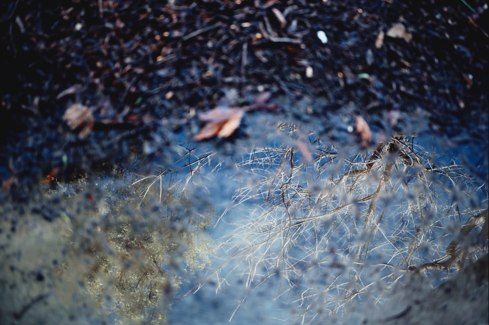 Reflections and Ripples: Capture the Beauty of Puddles